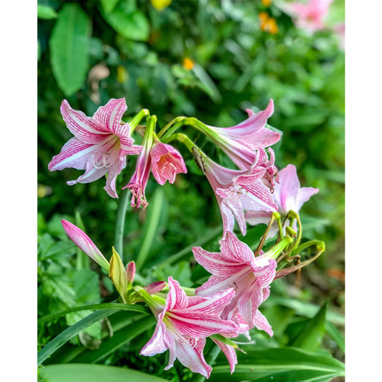 Lilies of the Blessed Field